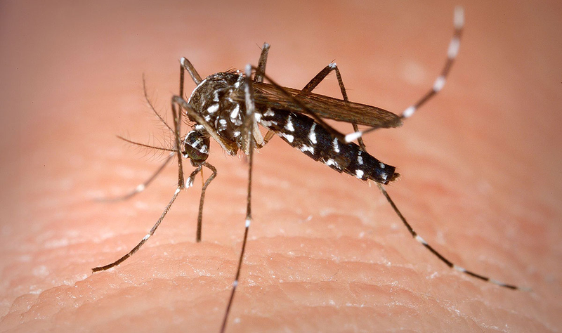 Una hembra de mosquito tigre en acción. Foto: Wikipedia